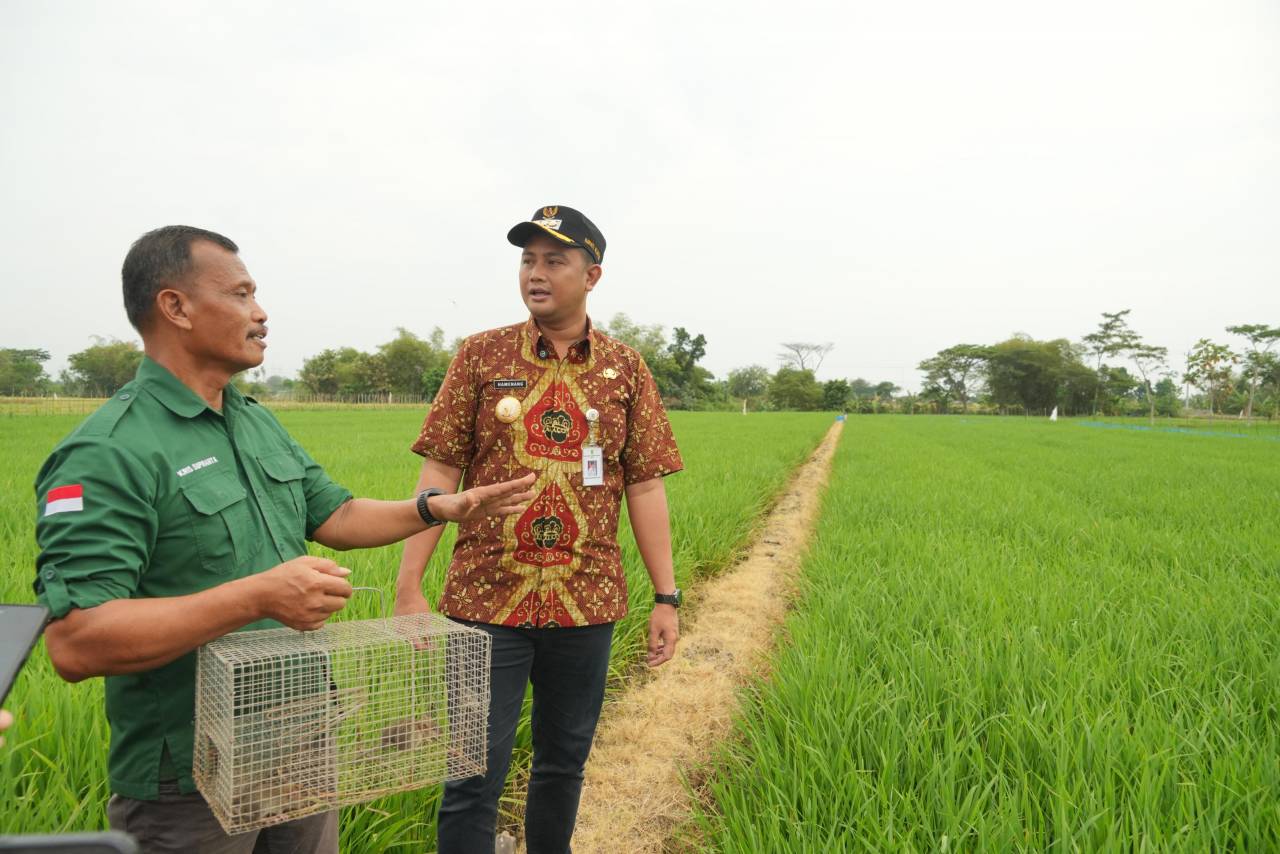 TBS Bakal Jadi Sistem Andalan Kendalikan Hama Tikus