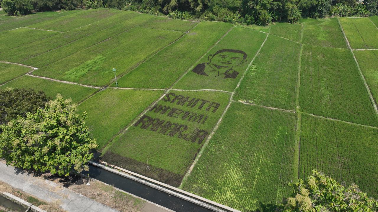 Ikut Merayakan Hari Jadi ke—222 Klaten, Petani Muda di Juwiring Ini Rela “Lukis” Sawahnya
