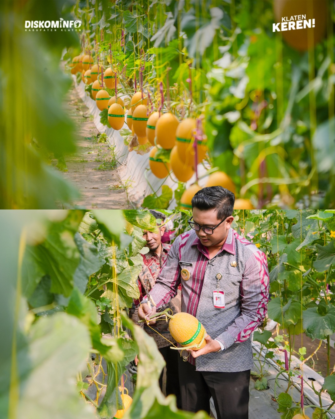 Sambung Rasa di Joho, Petani Milenial Irfan Kenalkan Budidaya Melon Sweet Lavender dan Golden Aroma